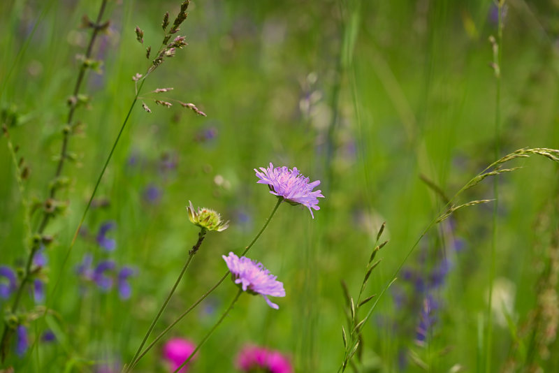 Tolle Blumenwiesen gibt es hier