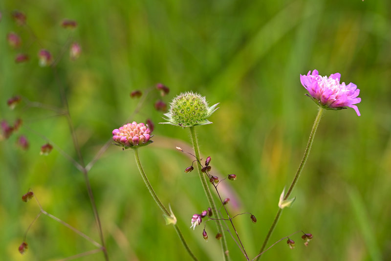 Tolle Blumenwiesen gibt es hier
