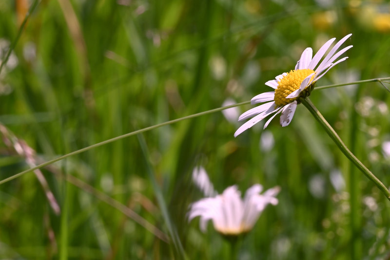 Und wieder eine tolle Blumenwiese
