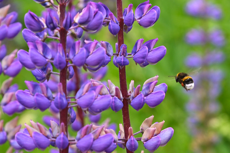 Eine Hummel im Landeanflug