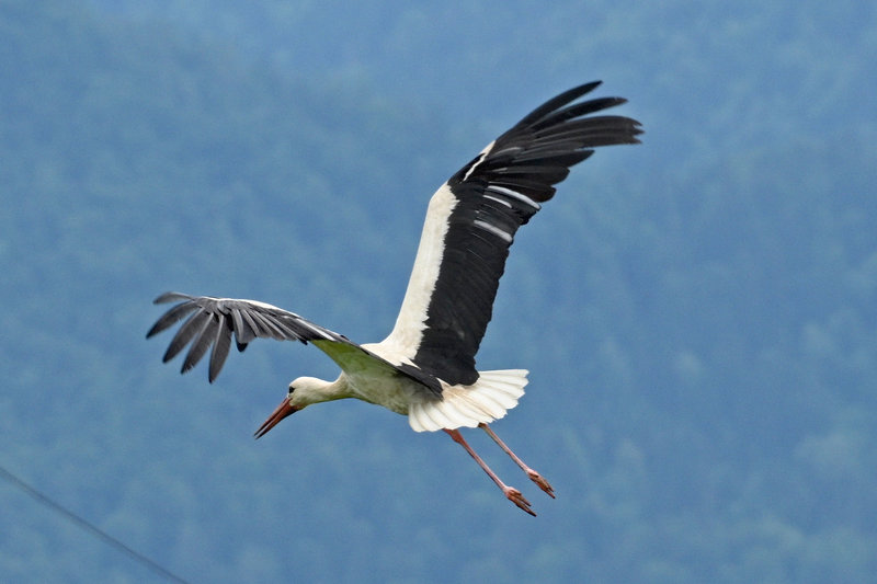 Am Ortsrand von Bled< scheuchen wir einen Storch auf