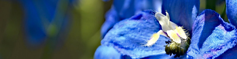 Eine blaue Blüte